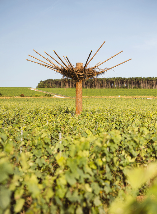 Ruinart inaugure une oeuvre au service de la biodiversité.